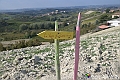 VBS_6368 - C'è un mare di velluto verde! E tu che sognavi di andare lontano... Quanta meraviglia, quì!